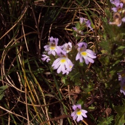 Des fleurs