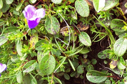 Randonnée vers le pic de Maubermé