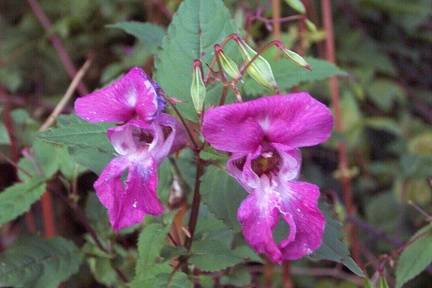 Balade à Saint Jean