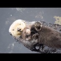 Newborn Sea Otter Pup Snuggles Up With Mom While Floating