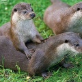 loutre-d-europe_8