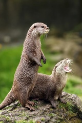 otters-on-alert