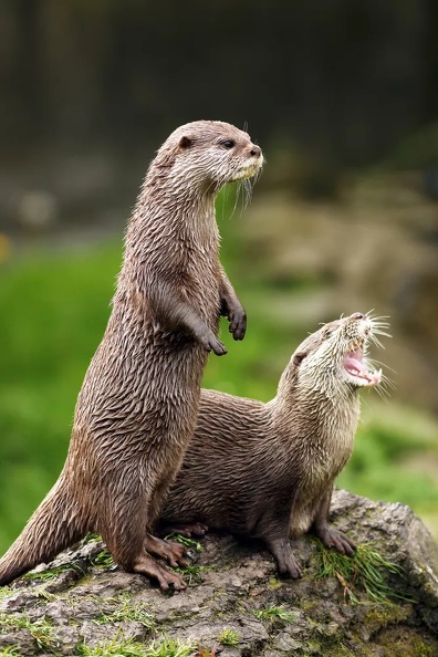 otters-on-alert.jpeg