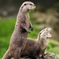 otters-on-alert