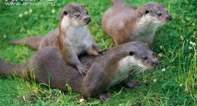 loutre-d-europe_8.jpg